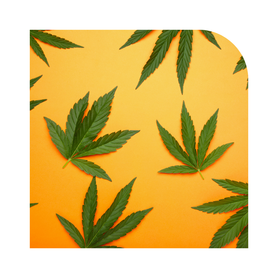 GHC Hemp Logo Trans Bright Color
