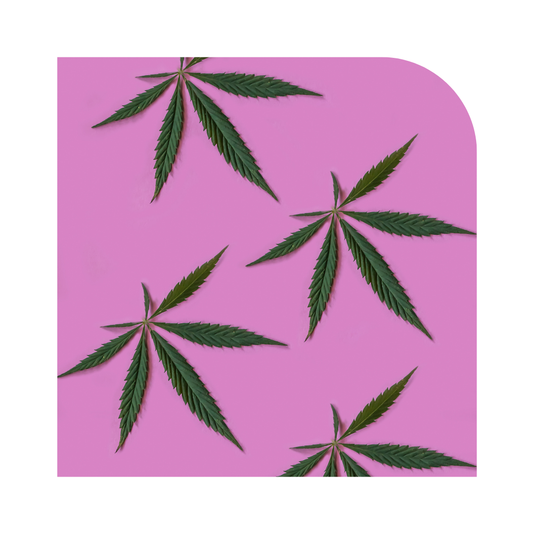 GHC Hemp Logo Trans Bright Color