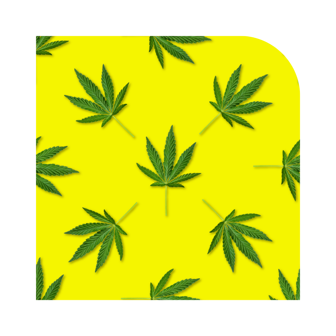 GHC Hemp Logo Trans Bright Color
